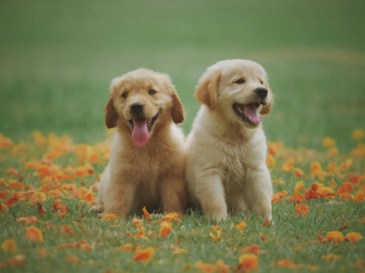 Dog training field note